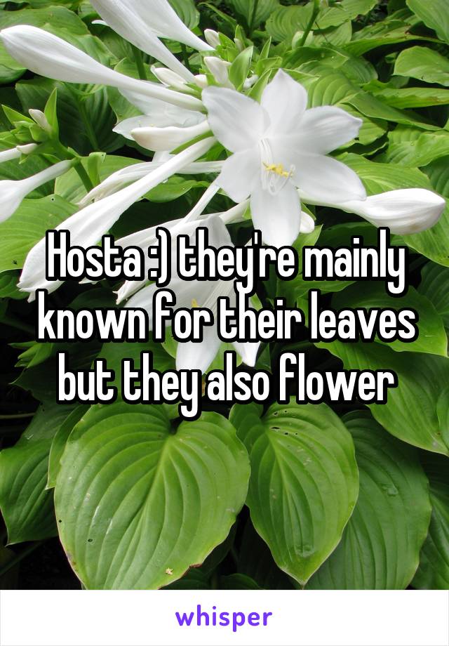 Hosta :) they're mainly known for their leaves but they also flower