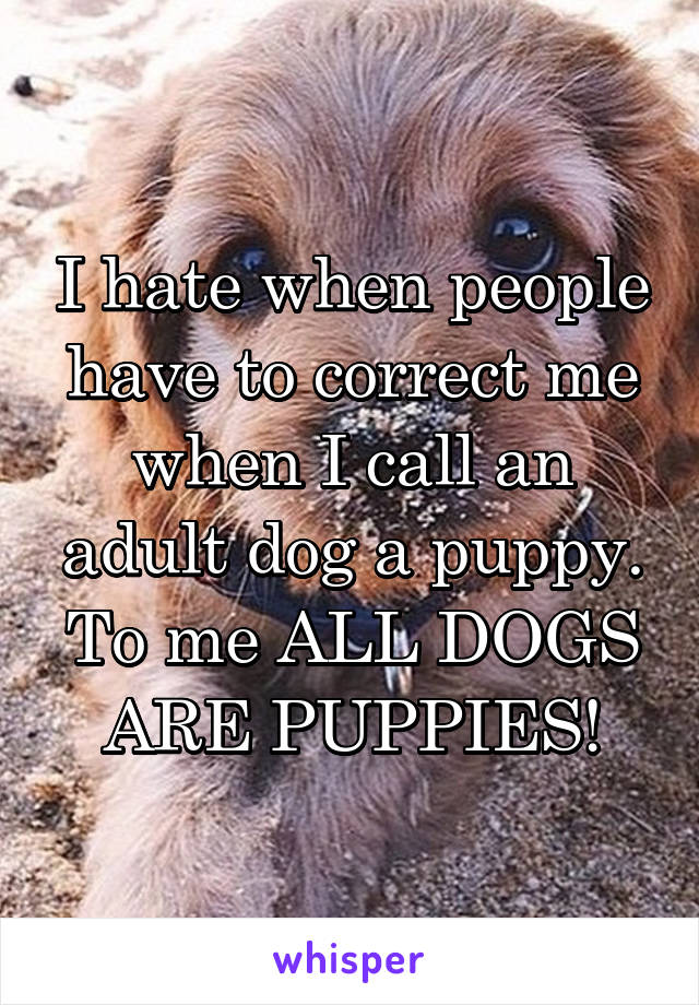 I hate when people have to correct me when I call an adult dog a puppy. To me ALL DOGS ARE PUPPIES!