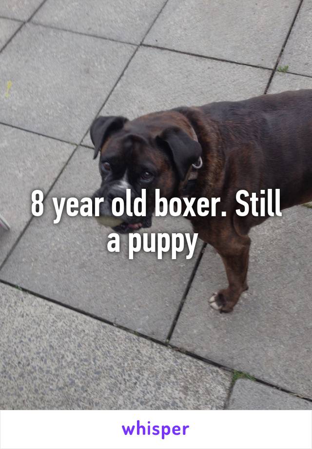 8 year old boxer. Still a puppy 