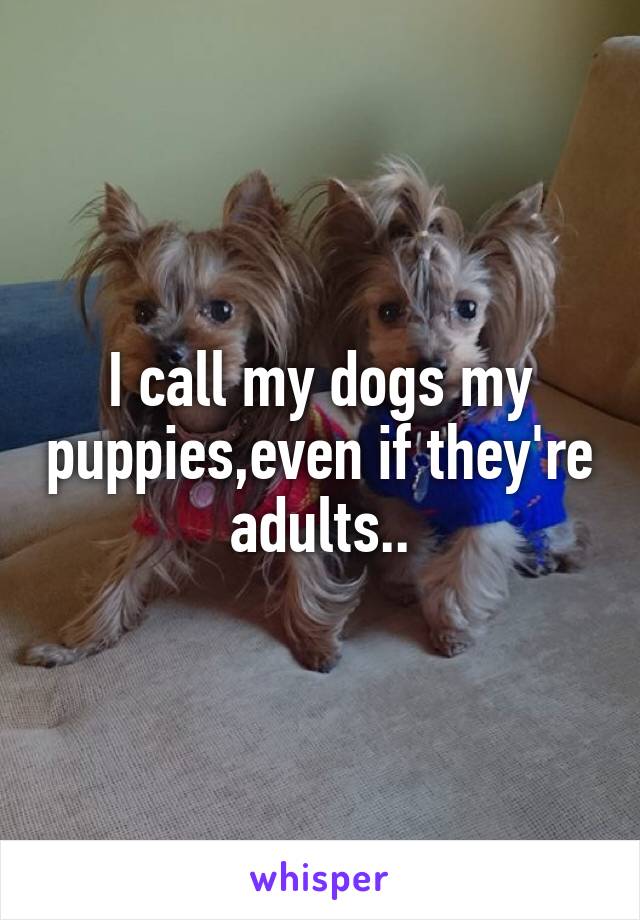 I call my dogs my puppies,even if they're adults..