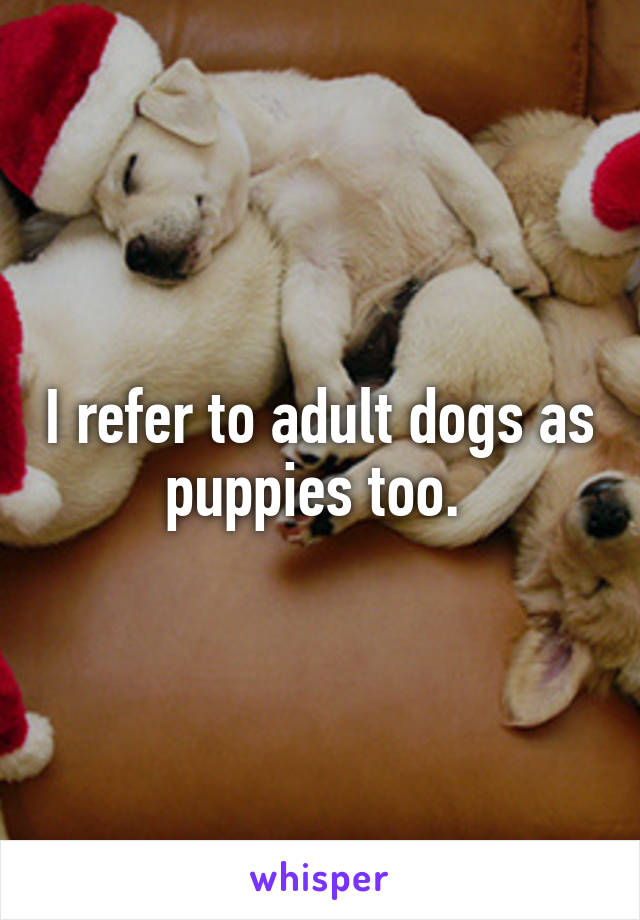 I refer to adult dogs as puppies too. 