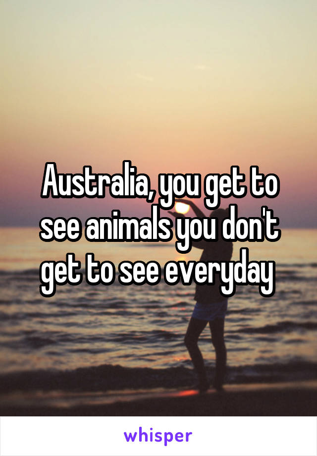 Australia, you get to see animals you don't get to see everyday 