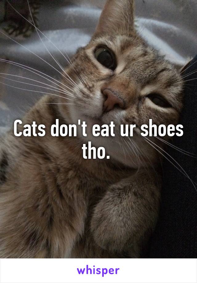 Cats don't eat ur shoes tho. 