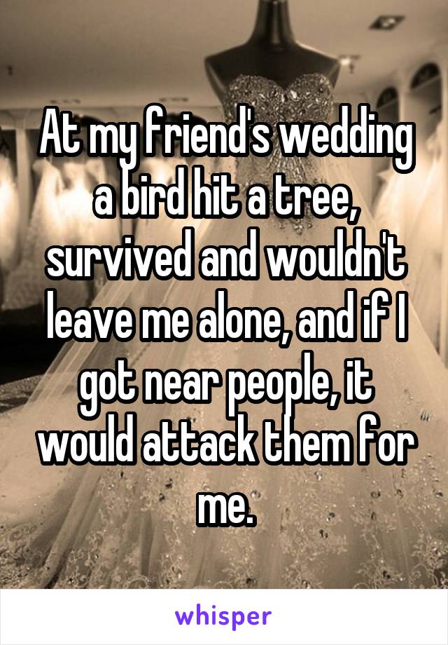 At my friend's wedding a bird hit a tree, survived and wouldn't leave me alone, and if I got near people, it would attack them for me.