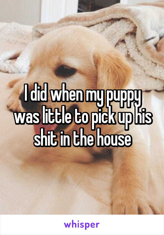 I did when my puppy was little to pick up his shit in the house