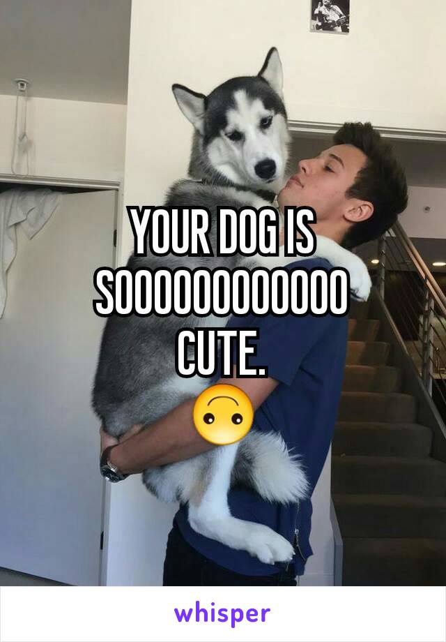 YOUR DOG IS SOOOOOOOOOOOO
CUTE.
🙃