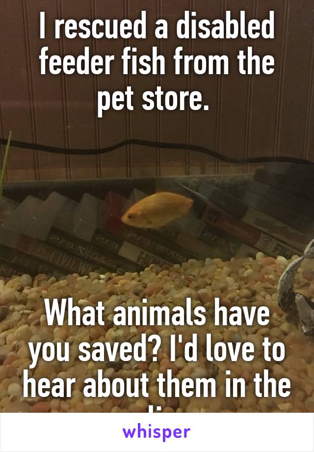 I rescued a disabled feeder fish from the pet store. 





What animals have you saved? I'd love to hear about them in the replies. 