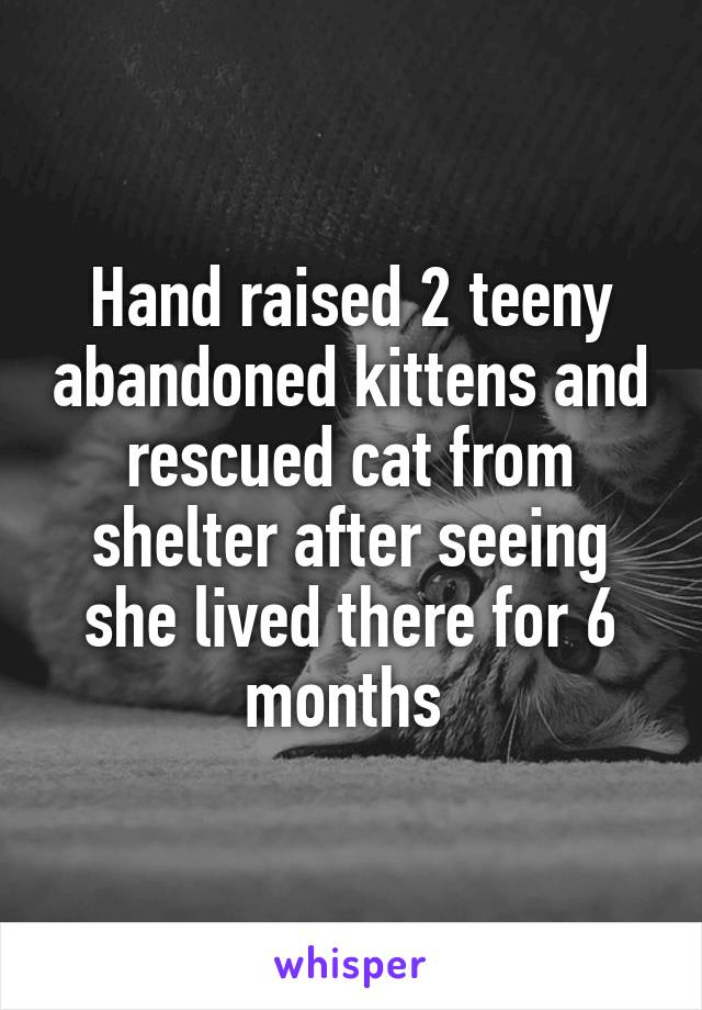 Hand raised 2 teeny abandoned kittens and rescued cat from shelter after seeing she lived there for 6 months 