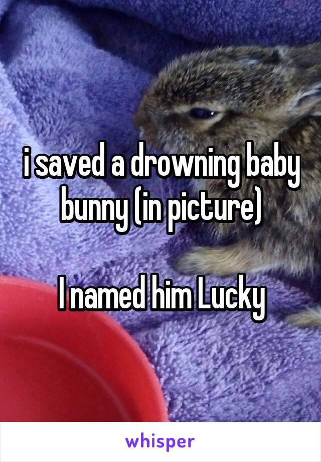 i saved a drowning baby bunny (in picture)

I named him Lucky