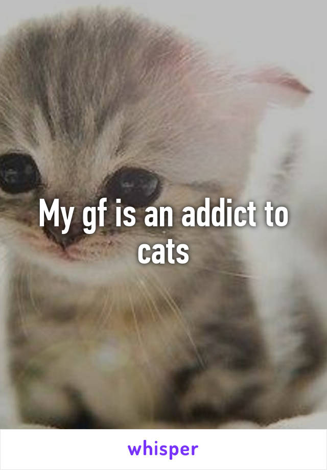My gf is an addict to cats