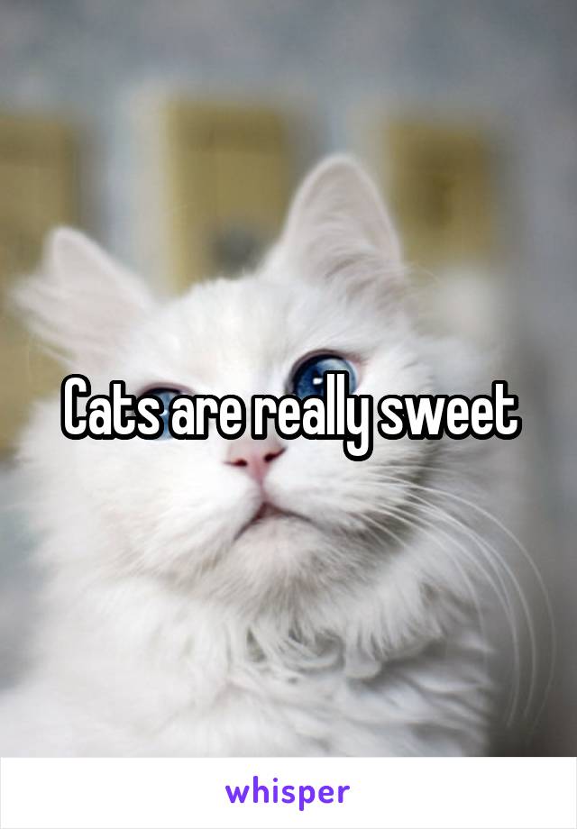 Cats are really sweet