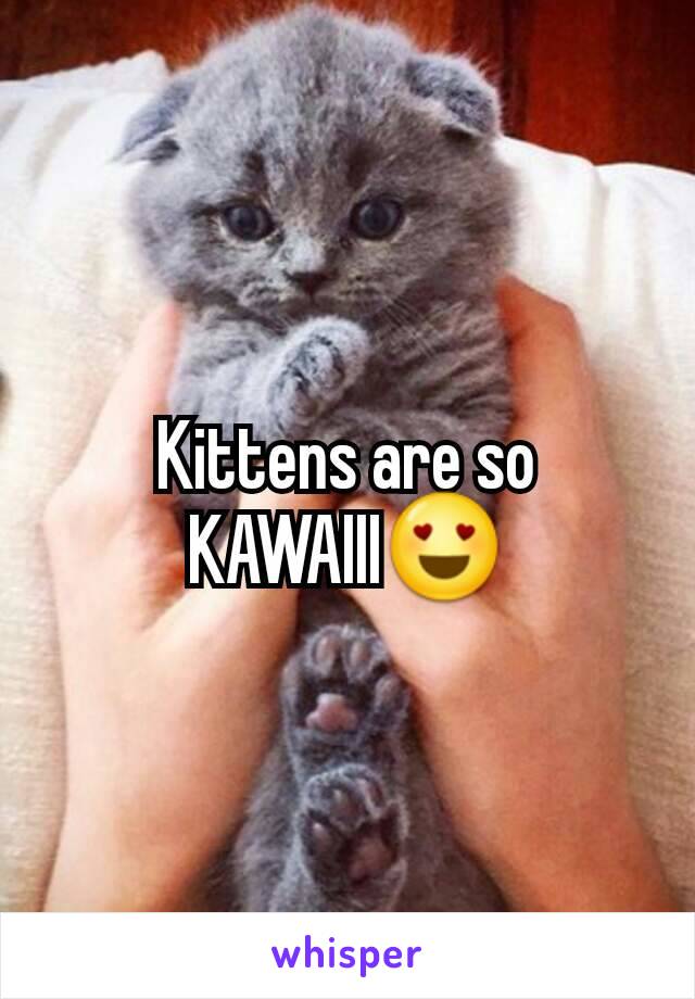 Kittens are so KAWAIII😍