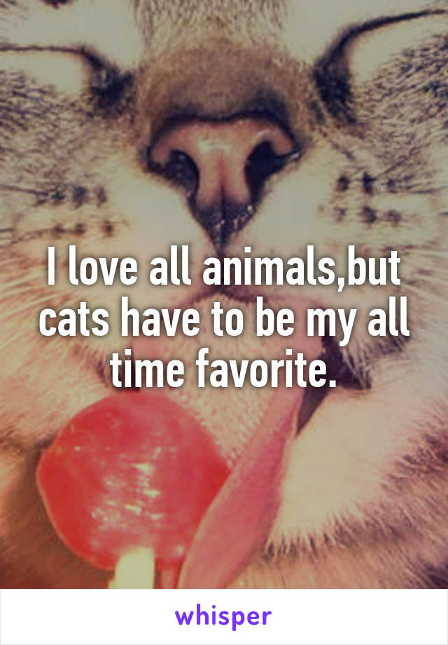 I love all animals,but cats have to be my all time favorite.