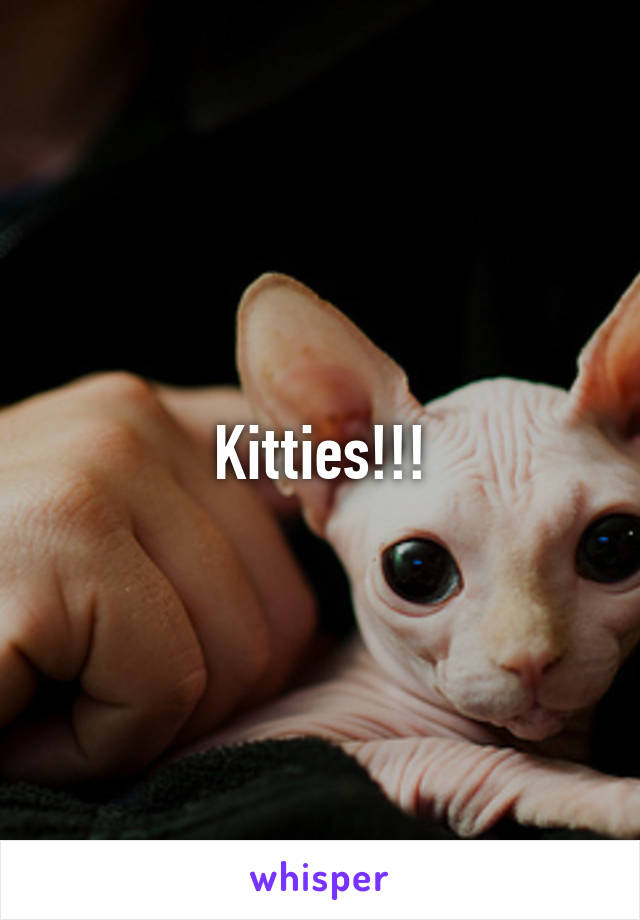 Kitties!!!