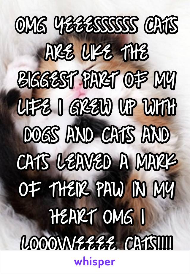 OMG YEEESSSSSS CATS ARE LIKE THE BIGGEST PART OF MY LIFE I GREW UP WITH DOGS AND CATS AND CATS LEAVED A MARK OF THEIR PAW IN MY HEART OMG I LOOOVVEEEE CATS!!!!