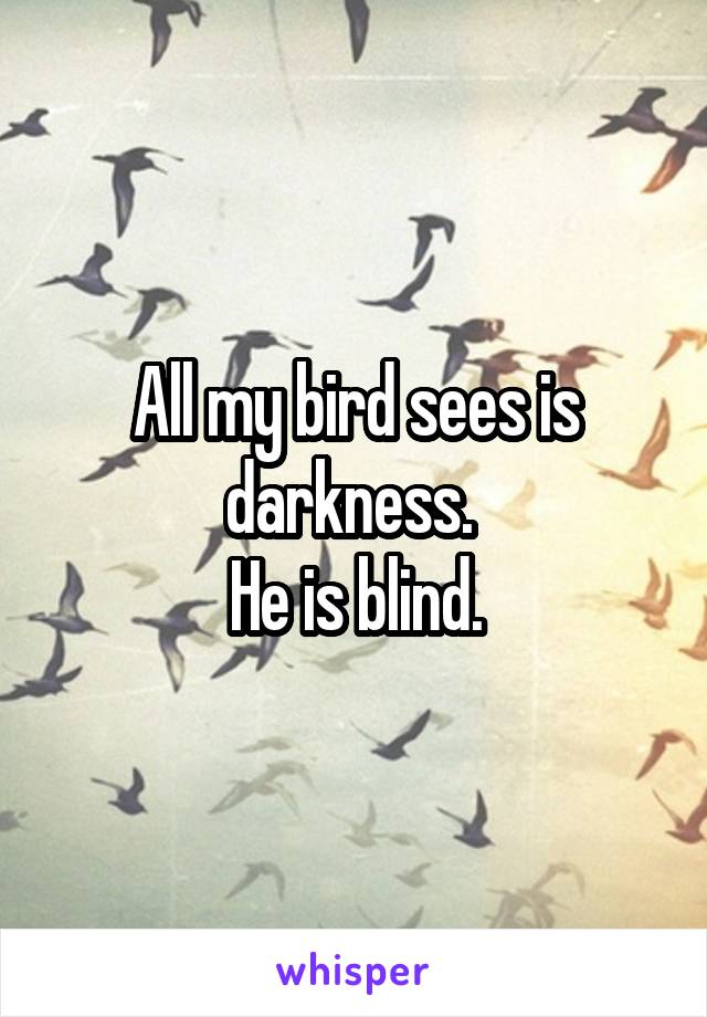 All my bird sees is darkness. 
He is blind.