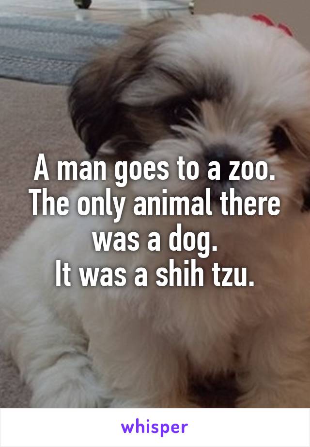 A man goes to a zoo.
The only animal there was a dog.
It was a shih tzu.