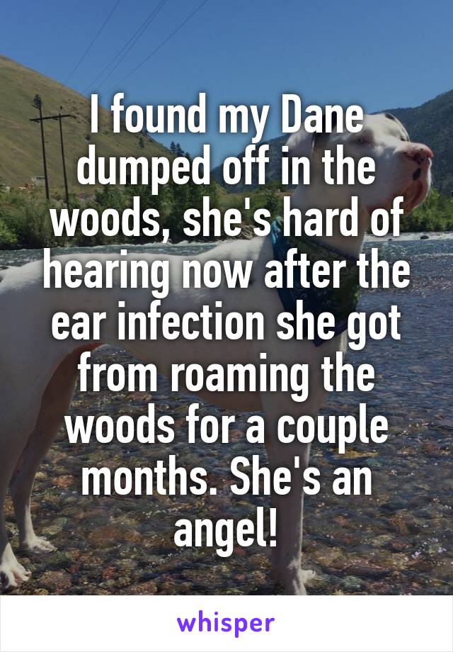 I found my Dane dumped off in the woods, she's hard of hearing now after the ear infection she got from roaming the woods for a couple months. She's an angel!