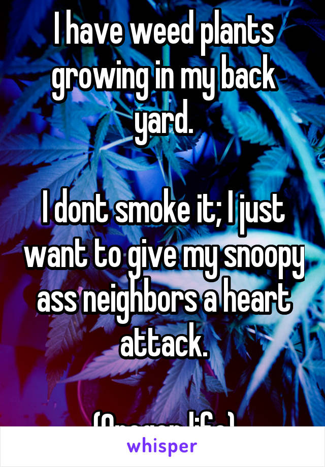 I have weed plants growing in my back yard.

I dont smoke it; I just want to give my snoopy ass neighbors a heart attack.

{Oregon life}