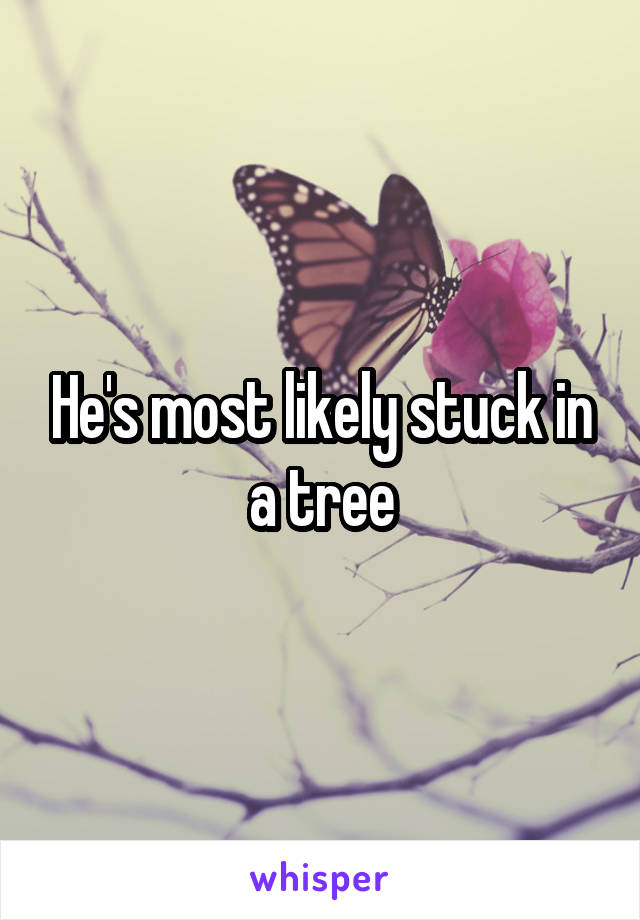 He's most likely stuck in a tree