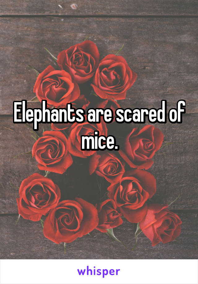 Elephants are scared of mice.
