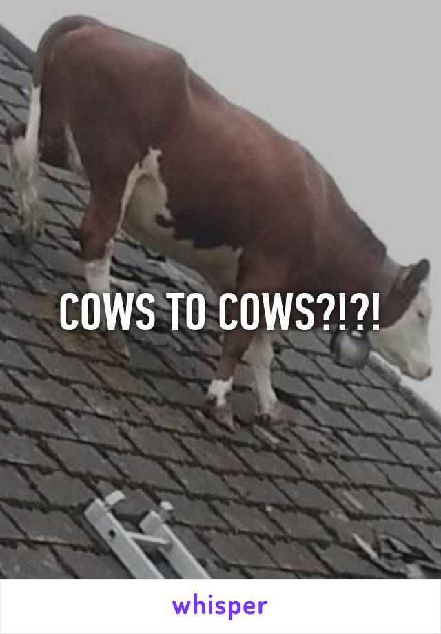 COWS TO COWS?!?!