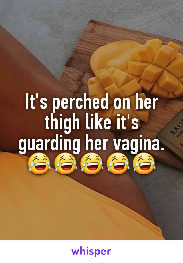 It's perched on her thigh like it's guarding her vagina. 😂😂😂😂😂