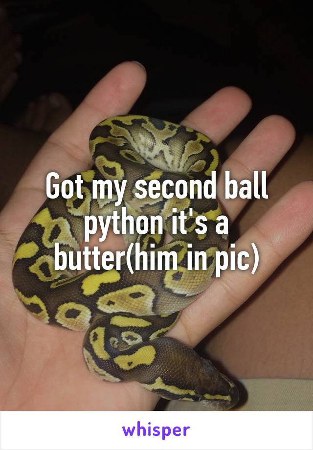 Got my second ball python it's a butter(him in pic)