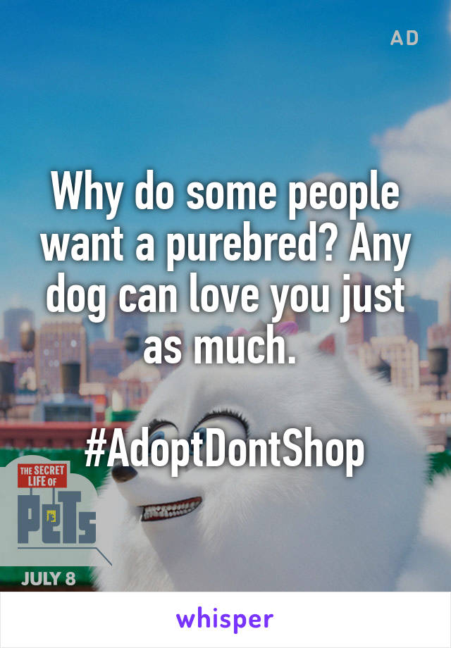 Why do some people want a purebred? Any dog can love you just as much. 

#AdoptDontShop