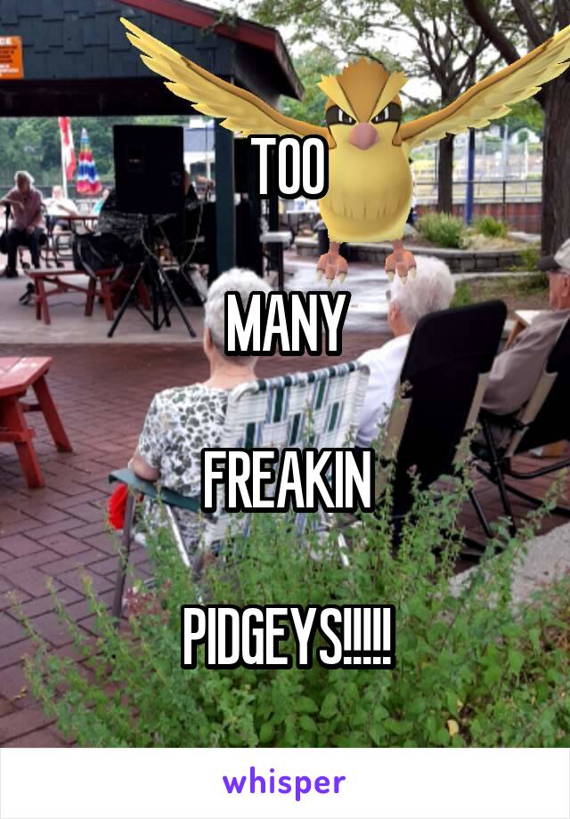 TOO

MANY

FREAKIN

PIDGEYS!!!!!