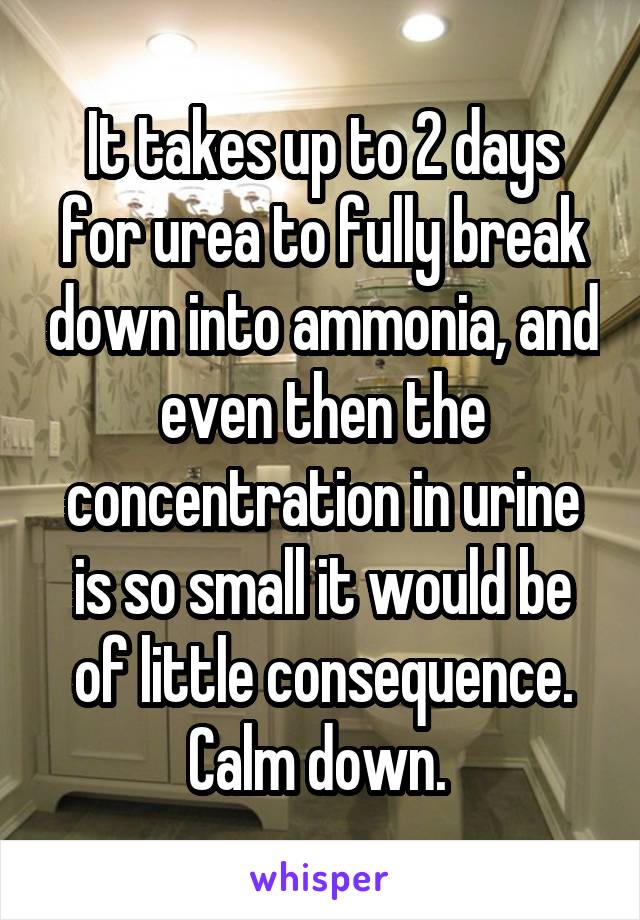 It takes up to 2 days for urea to fully break down into ammonia, and even then the concentration in urine is so small it would be of little consequence. Calm down. 