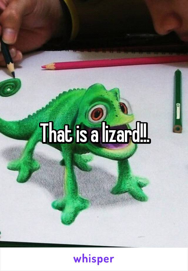That is a lizard!!.