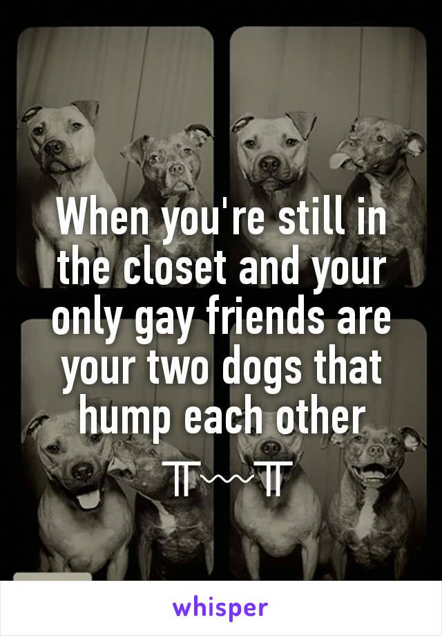 When you're still in the closet and your only gay friends are your two dogs that hump each other
 ╥﹏╥