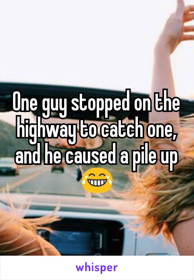 One guy stopped on the highway to catch one, and he caused a pile up 😂