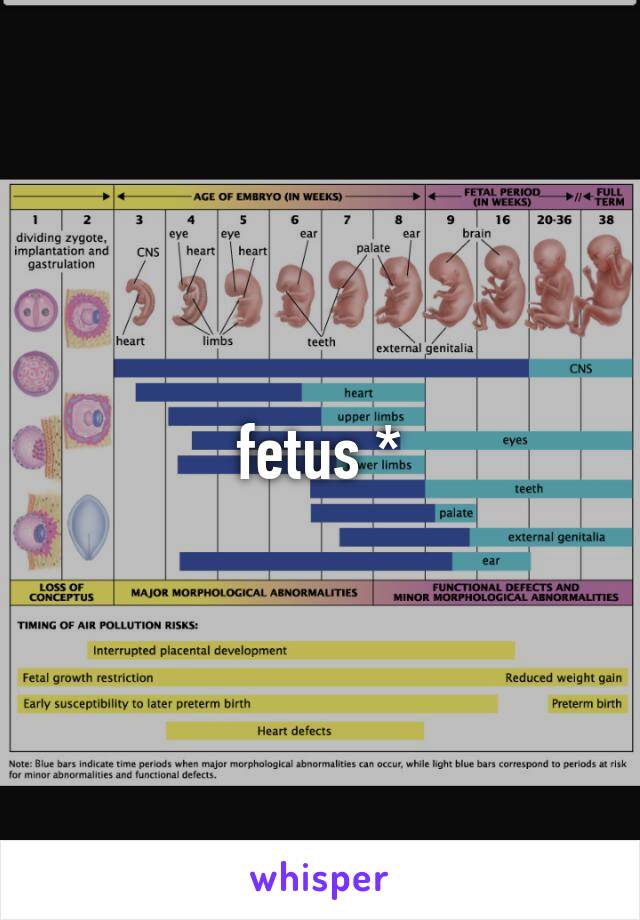 fetus *