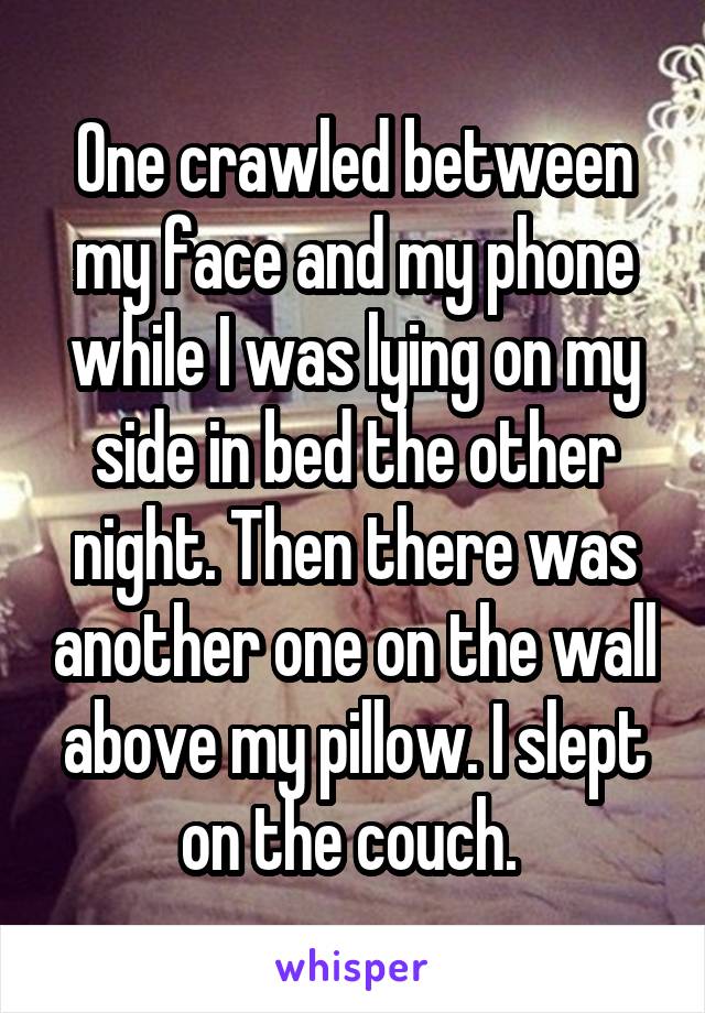 One crawled between my face and my phone while I was lying on my side in bed the other night. Then there was another one on the wall above my pillow. I slept on the couch. 