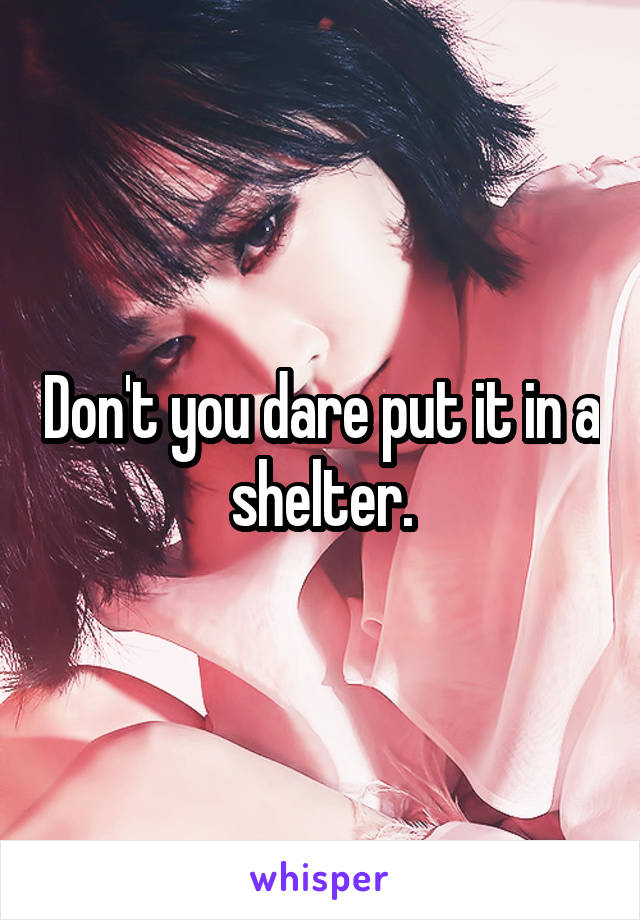 Don't you dare put it in a shelter.