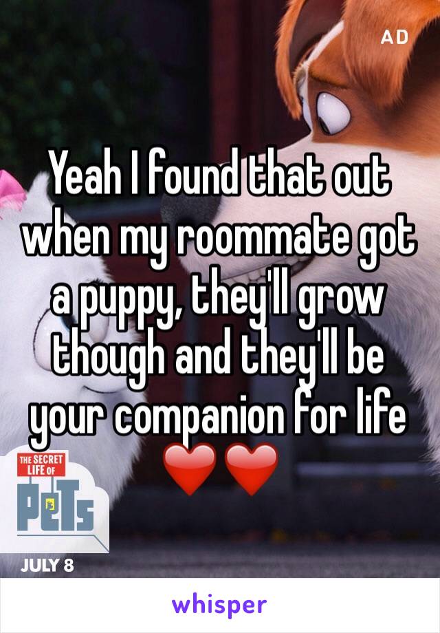 Yeah I found that out when my roommate got a puppy, they'll grow though and they'll be your companion for life ❤️❤️