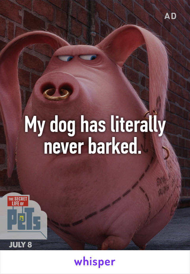 My dog has literally never barked. 