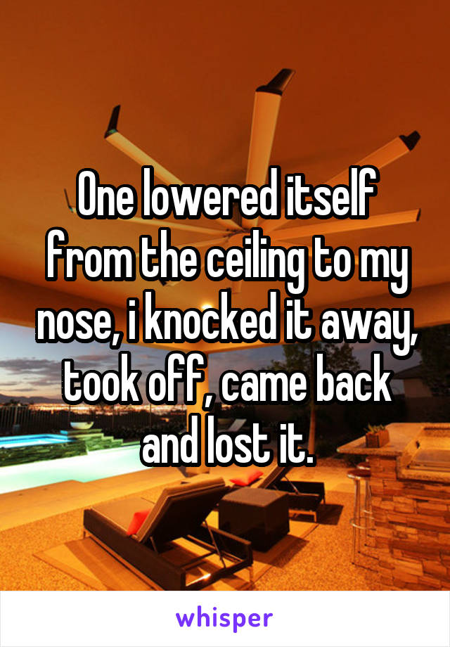 One lowered itself from the ceiling to my nose, i knocked it away, took off, came back and lost it.
