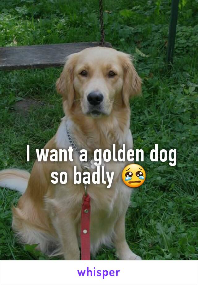  I want a golden dog so badly 😢