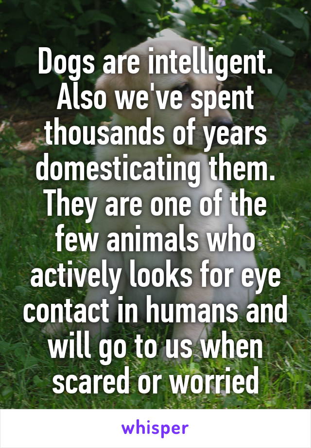 Dogs are intelligent. Also we've spent thousands of years domesticating them. They are one of the few animals who actively looks for eye contact in humans and will go to us when scared or worried