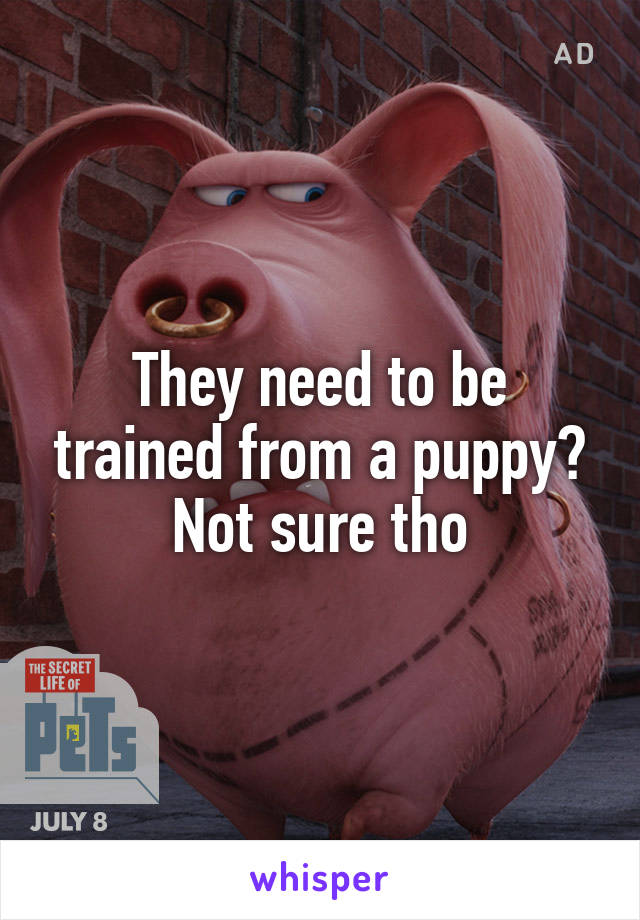 They need to be trained from a puppy? Not sure tho