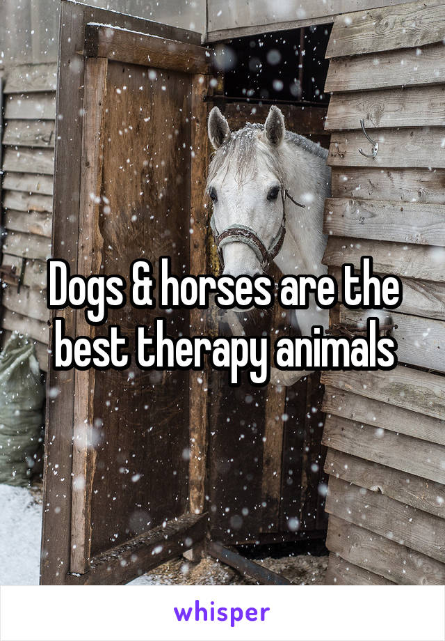 Dogs & horses are the best therapy animals