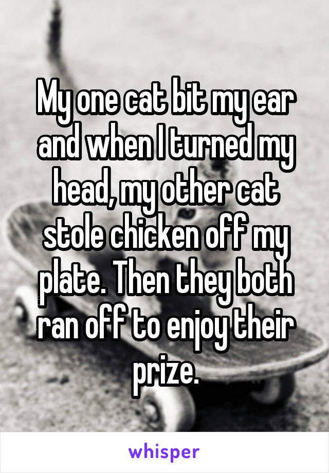 My one cat bit my ear and when I turned my head, my other cat stole chicken off my plate. Then they both ran off to enjoy their prize.