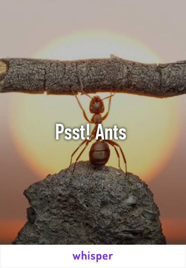 Psst! Ants 