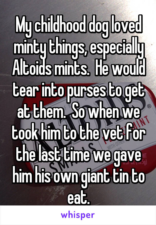 My childhood dog loved minty things, especially Altoids mints.  He would tear into purses to get at them.  So when we took him to the vet for the last time we gave him his own giant tin to eat.
