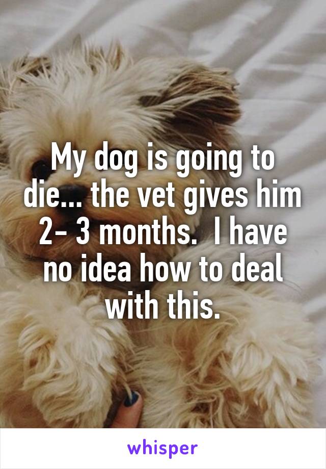 My dog is going to die... the vet gives him 2- 3 months.  I have no idea how to deal with this.