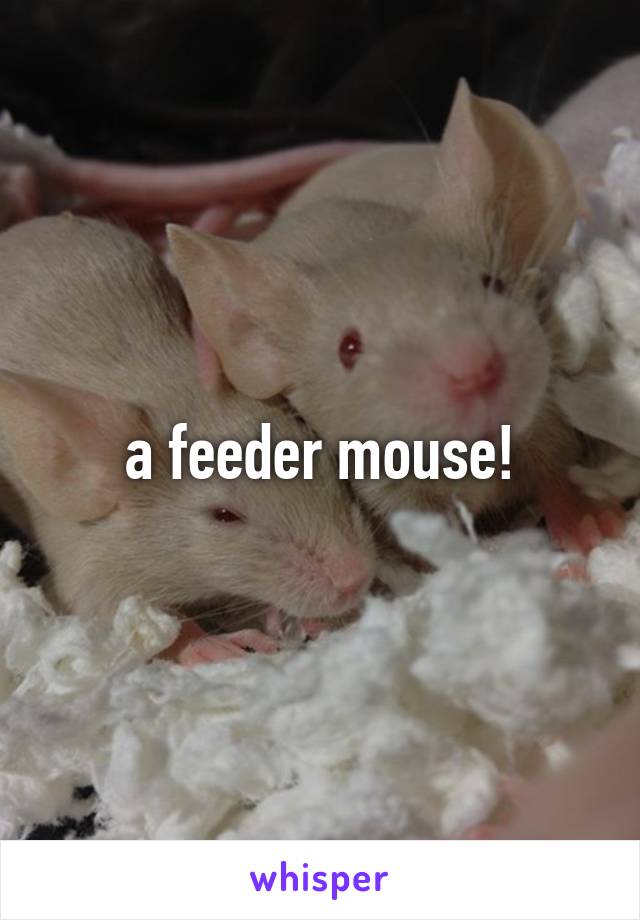 a feeder mouse!