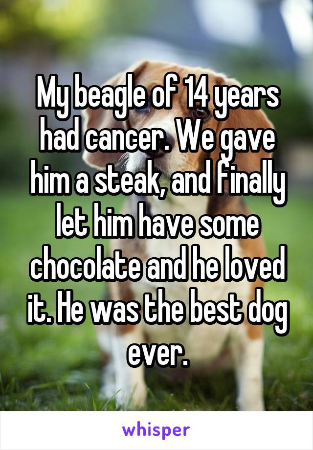 My beagle of 14 years had cancer. We gave him a steak, and finally let him have some chocolate and he loved it. He was the best dog ever.